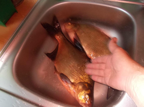 Choszczno旅游攻略图片