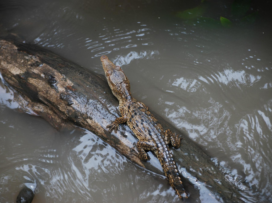 Tours Papagayo JC-Gulf of Papagayo必去景点