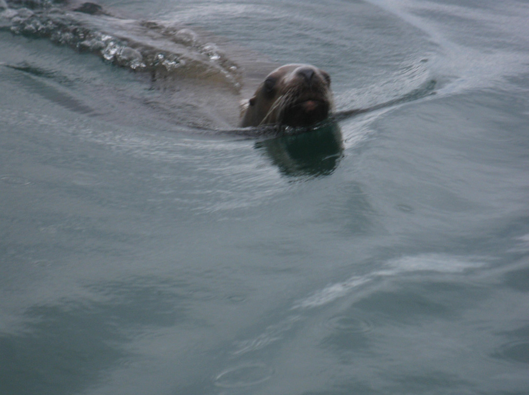 Glacier Wind Charters-胡纳必去景点