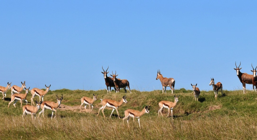 The Royal Port Alfred Golf Club-艾尔弗雷德港必去景点