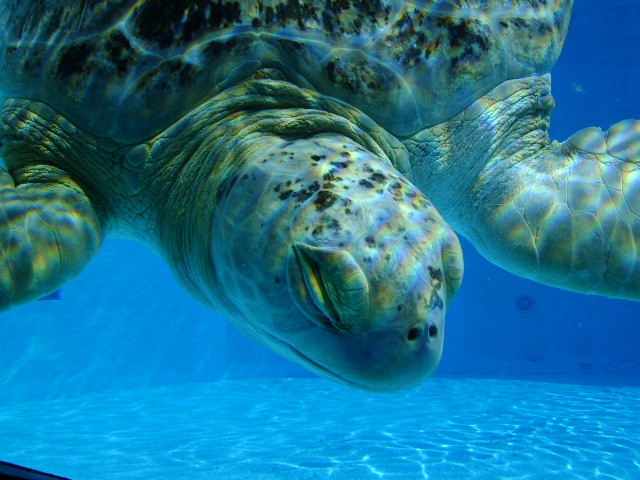 Clearwater Marine Aquarium-克利尔沃特必去景点