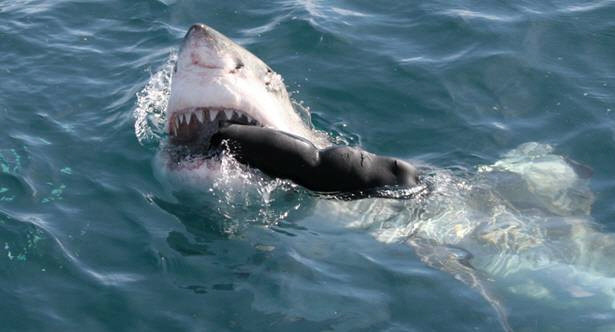 Great White Shark Tours-干斯拜必去景点