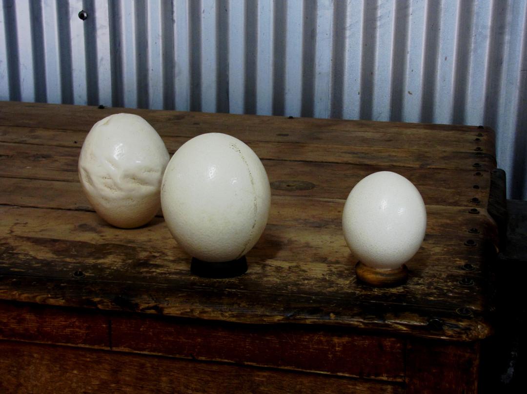 Highgate Ostrich Show Farm-奥兹洪必去景点