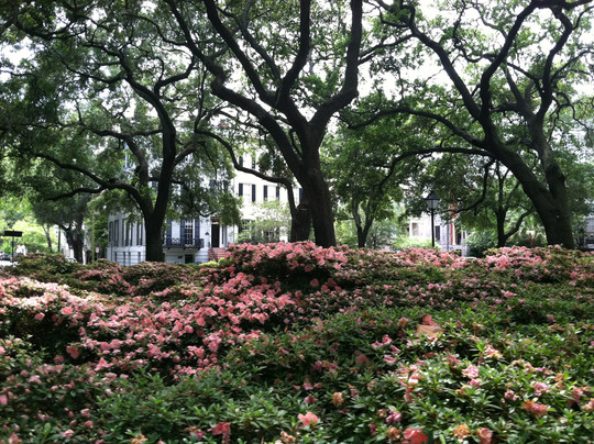 Pulaski Square-萨凡纳必去景点