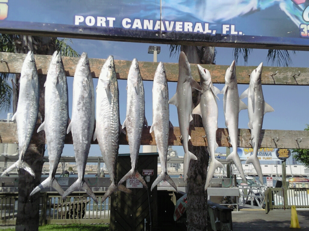 Sea Leveler Sport Fishing Charters景点图片