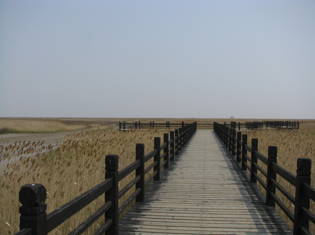 崇明东滩鸟类国家级自然保护区-崇明县必去景点
