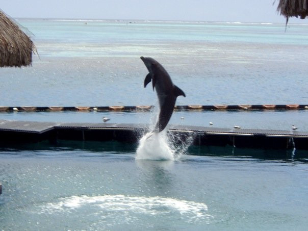 Moorea Dolphin Center-莫雷阿岛必去景点