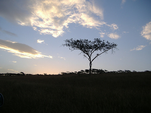 Tala Private Game Reserve景点图片