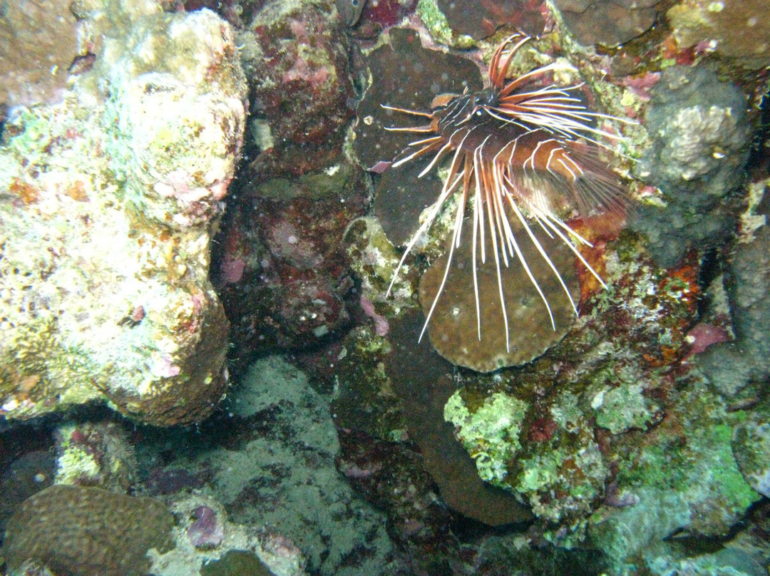 Shaab Abu Ramada/The Aquarium-赫尔格达必去景点