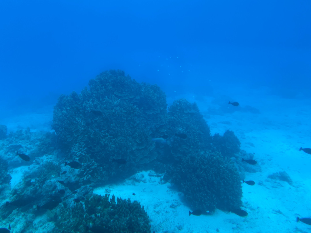 Saipan Submarine景点图片