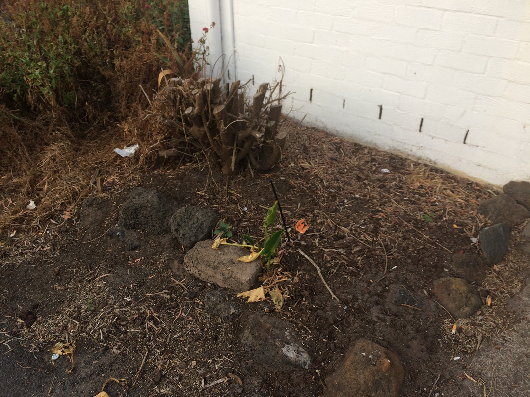 Caledonian Inn Motel主图