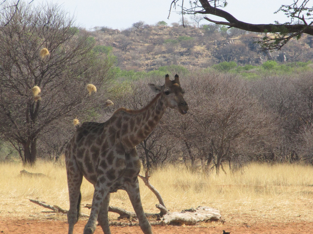 Fransfontein旅游攻略图片