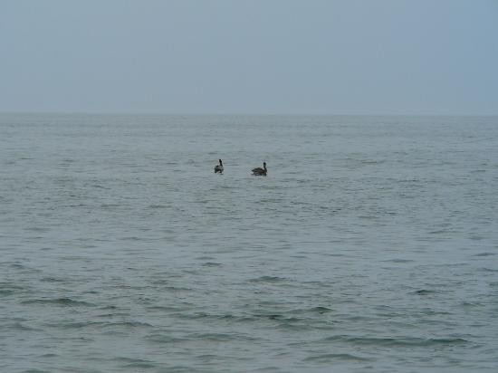 Assateague Island National Seashore-Assateague Island必去景点
