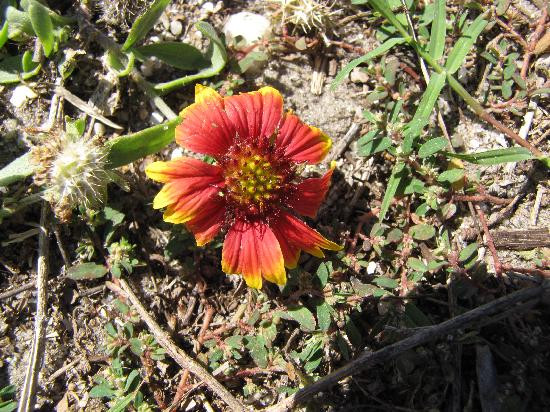 Myrtle Beach State Park-美特尔海滩必去景点