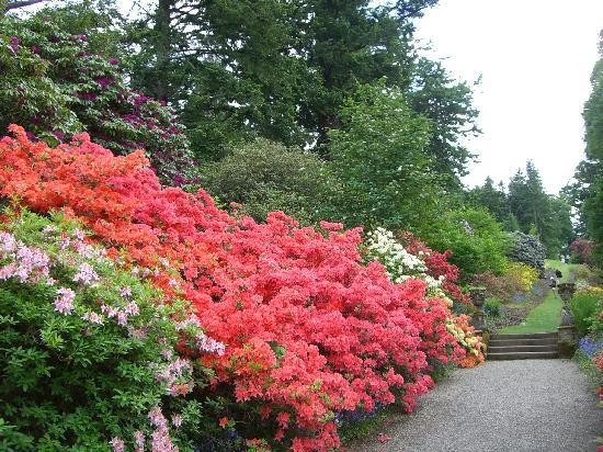 Dawyck Botanic Garden and Cafe景点图片