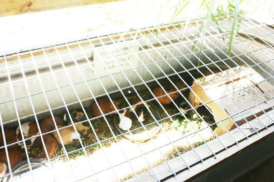 Natural Bridge Zoo-天然桥必去景点