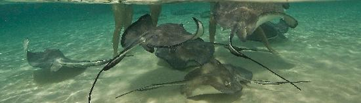 Stingray Adventures Ltd-西湾必去景点