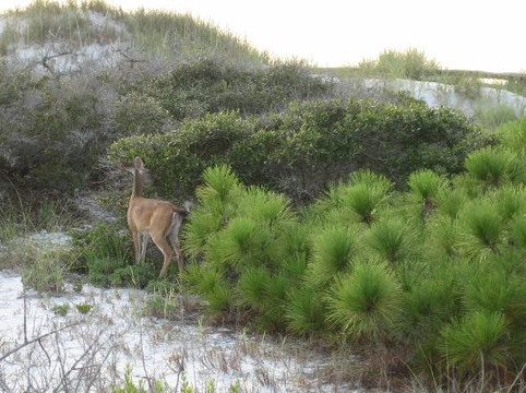 T.H. Stone Memorial St. Joseph Peninsula State Park-Port Saint Joe必去景点