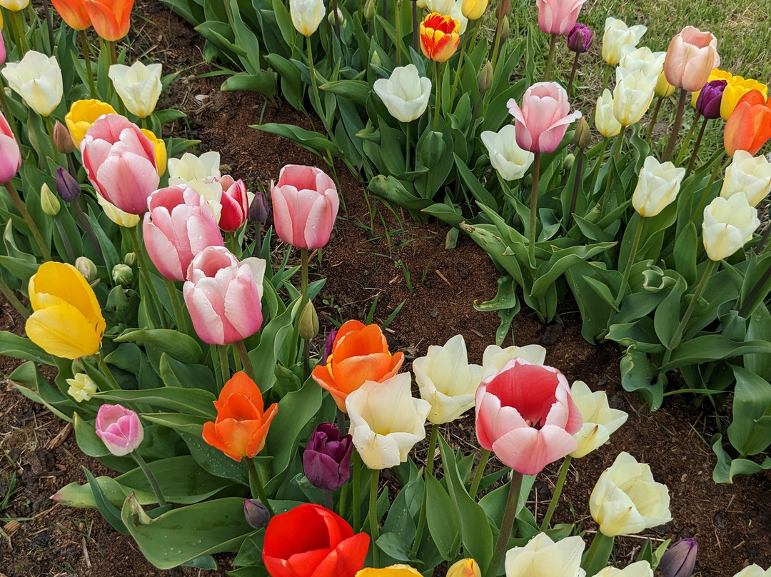 Skagit Valley Tulip Festival景点图片