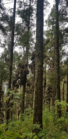 La Reserva de la Biosfera Mariposa Monarca-米却肯必去景点