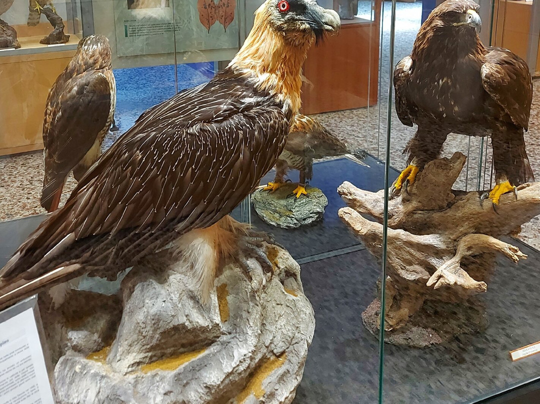Museo Civico di Lentate sul Seveso景点图片