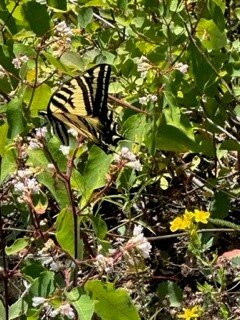 Ruby Creek Resort主图