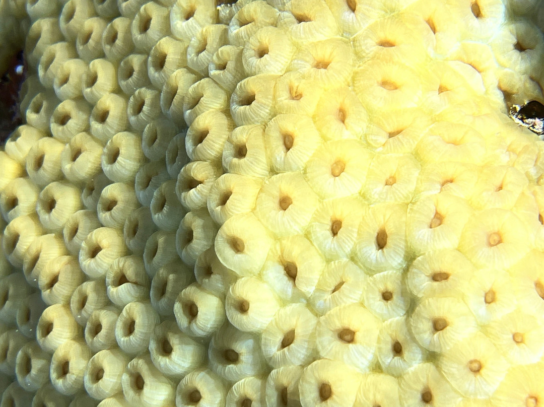 Nautica Plongee Caraibes-Pointe-Noire必去景点