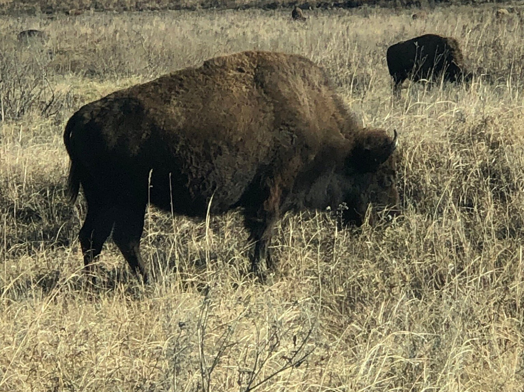 Tallgrass Prairie Preserve-Pawhuska必去景点