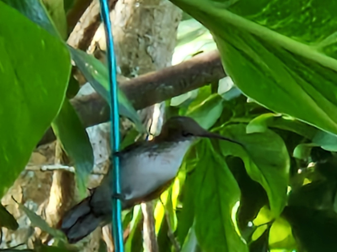 Finesse Vacations Jamaica-蒙特戈贝必去景点