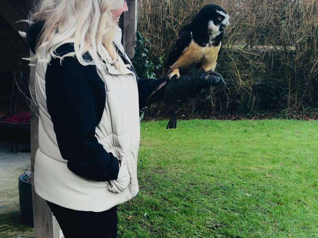 Cumberland Bird Of Prey Centre-卡莱尔必去景点