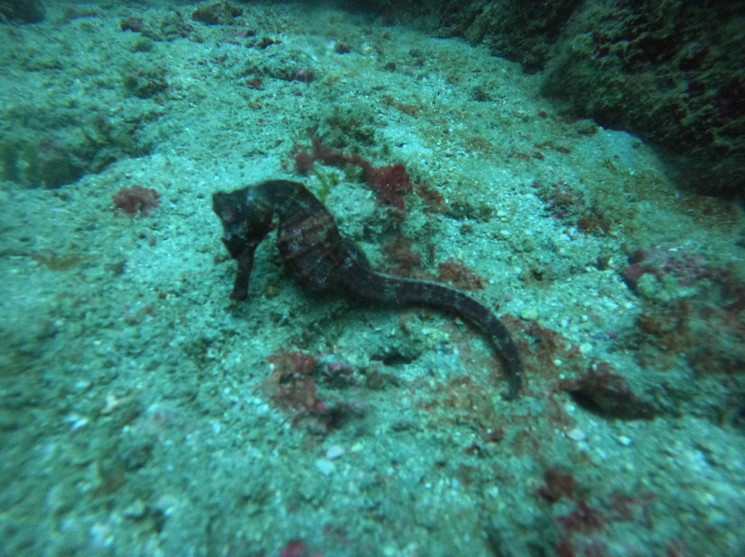 Drake Divers Costa Rica景点图片