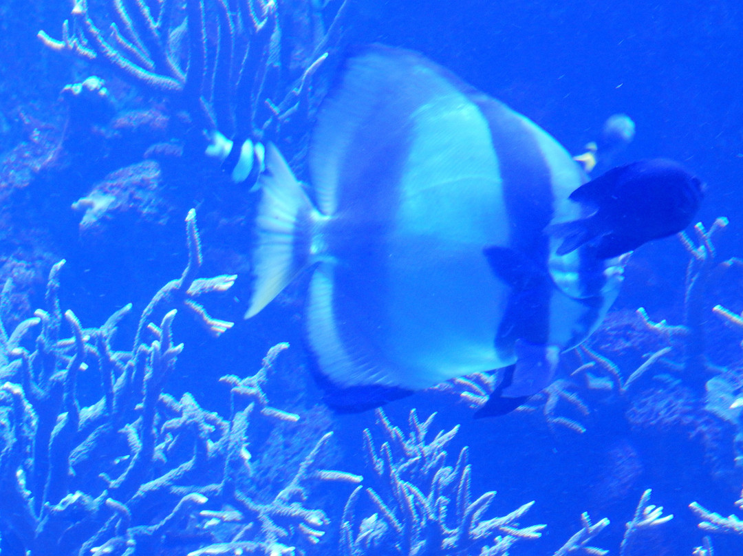 Ningaloo Aquarium & Discovery Centre