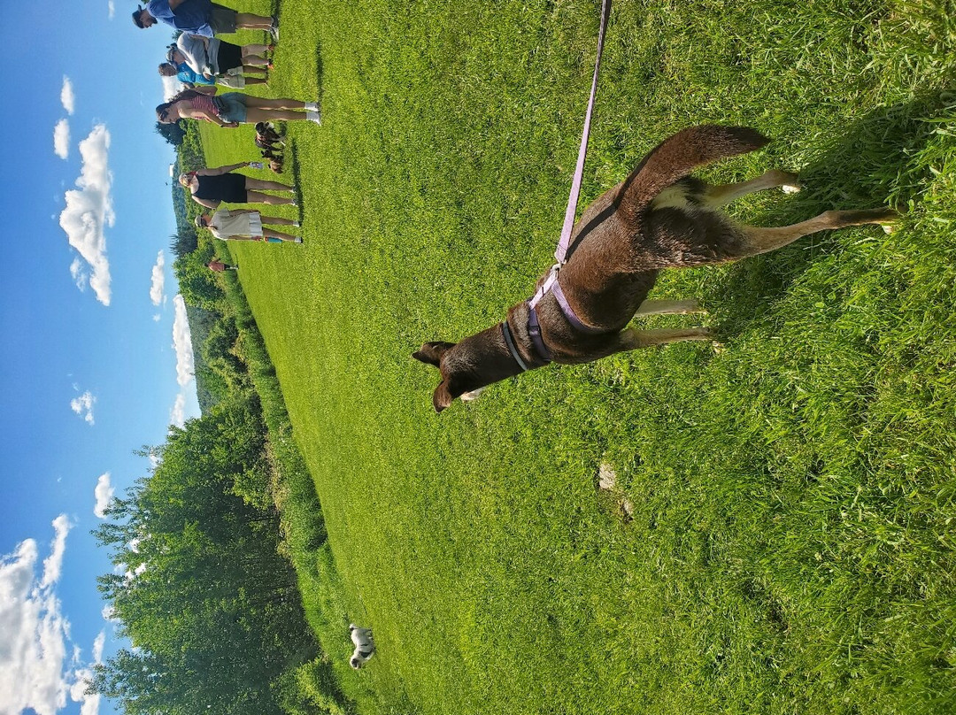 Dog Mountain Home of Stephen Huneck Gallery-圣约翰斯伯里必去景点