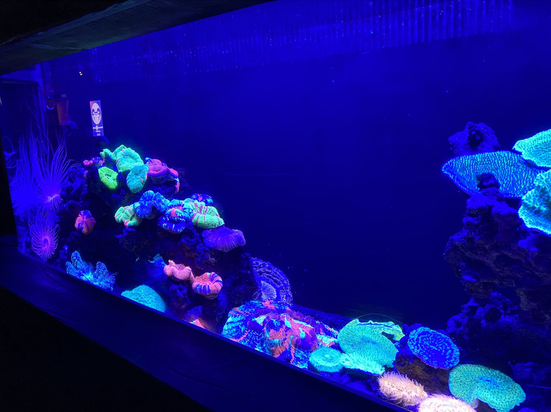 SEA LIFE Sunshine Coast景点图片