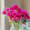 DaffodilBlush