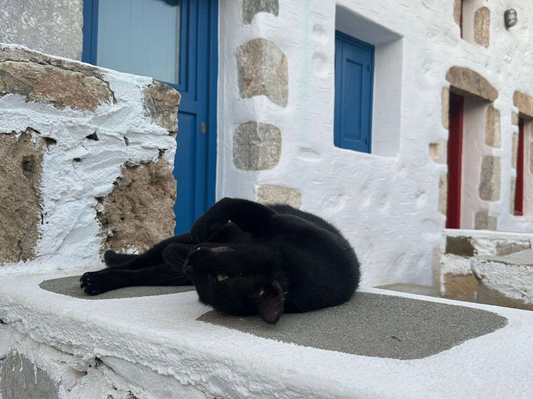 Belvedere Studios主图