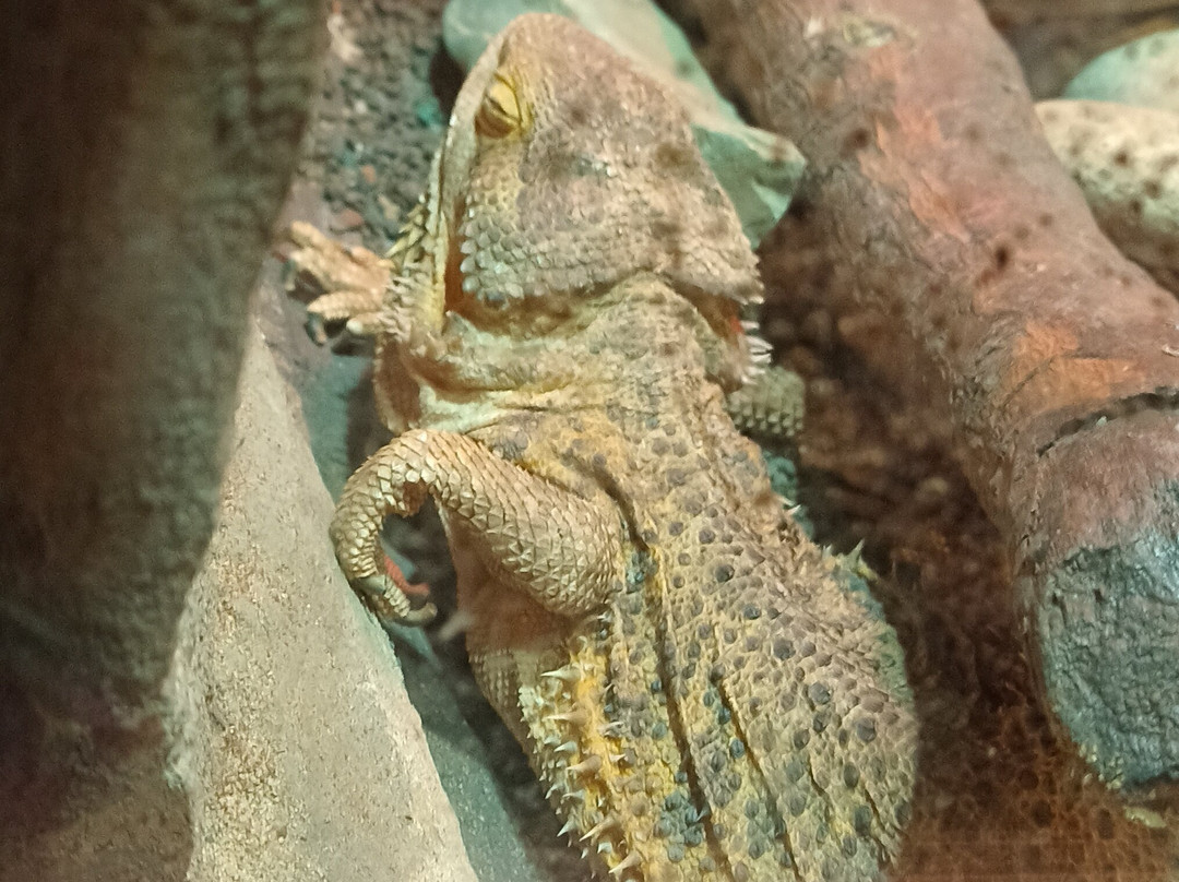 Serpentario Educativo de Tigre-蒂格雷必去景点