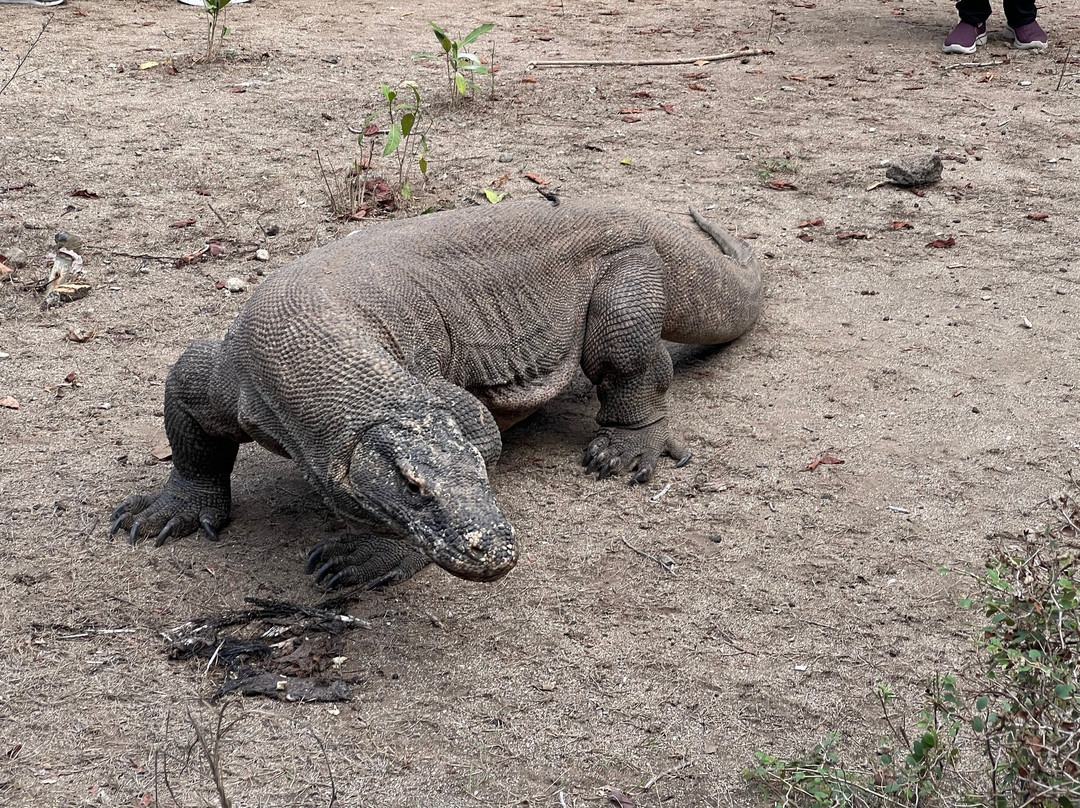 Kareem The Explorer-龙目岛必去景点