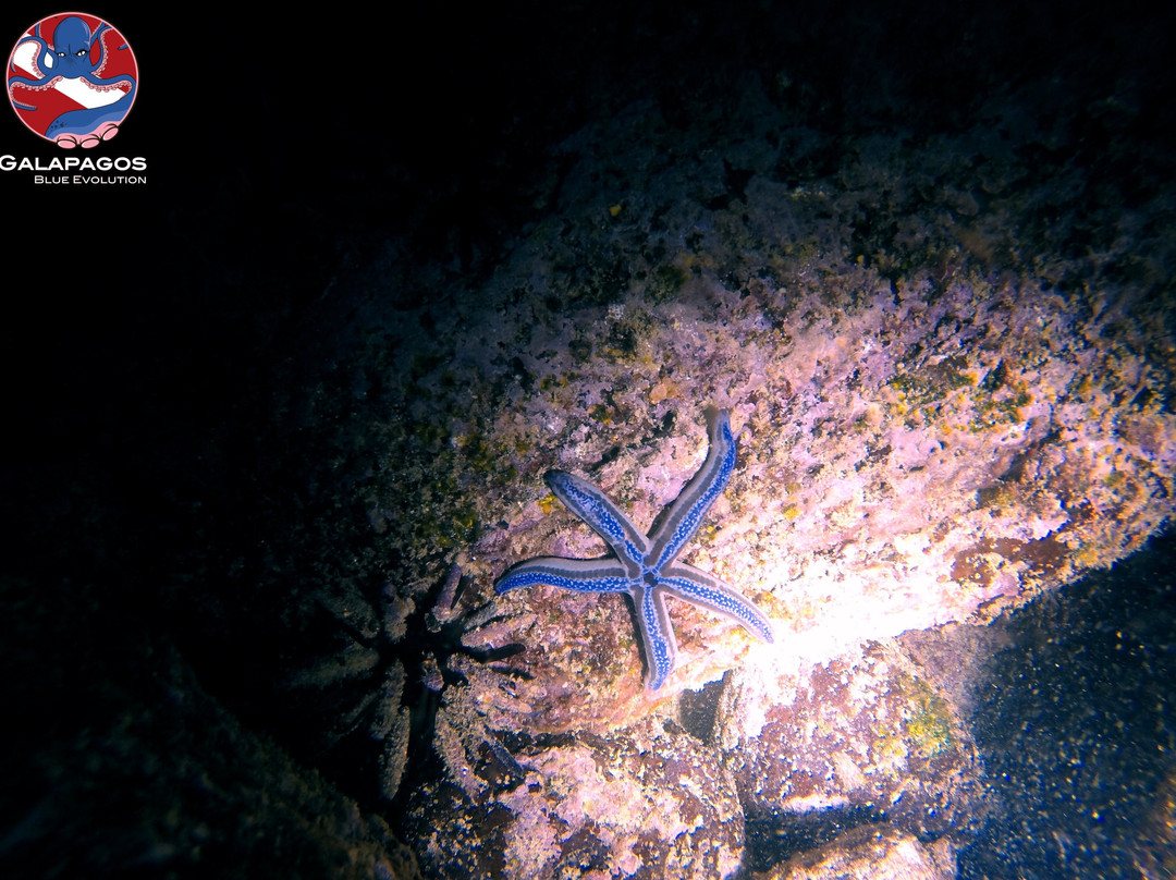 Galapagos Blue Evolution景点图片