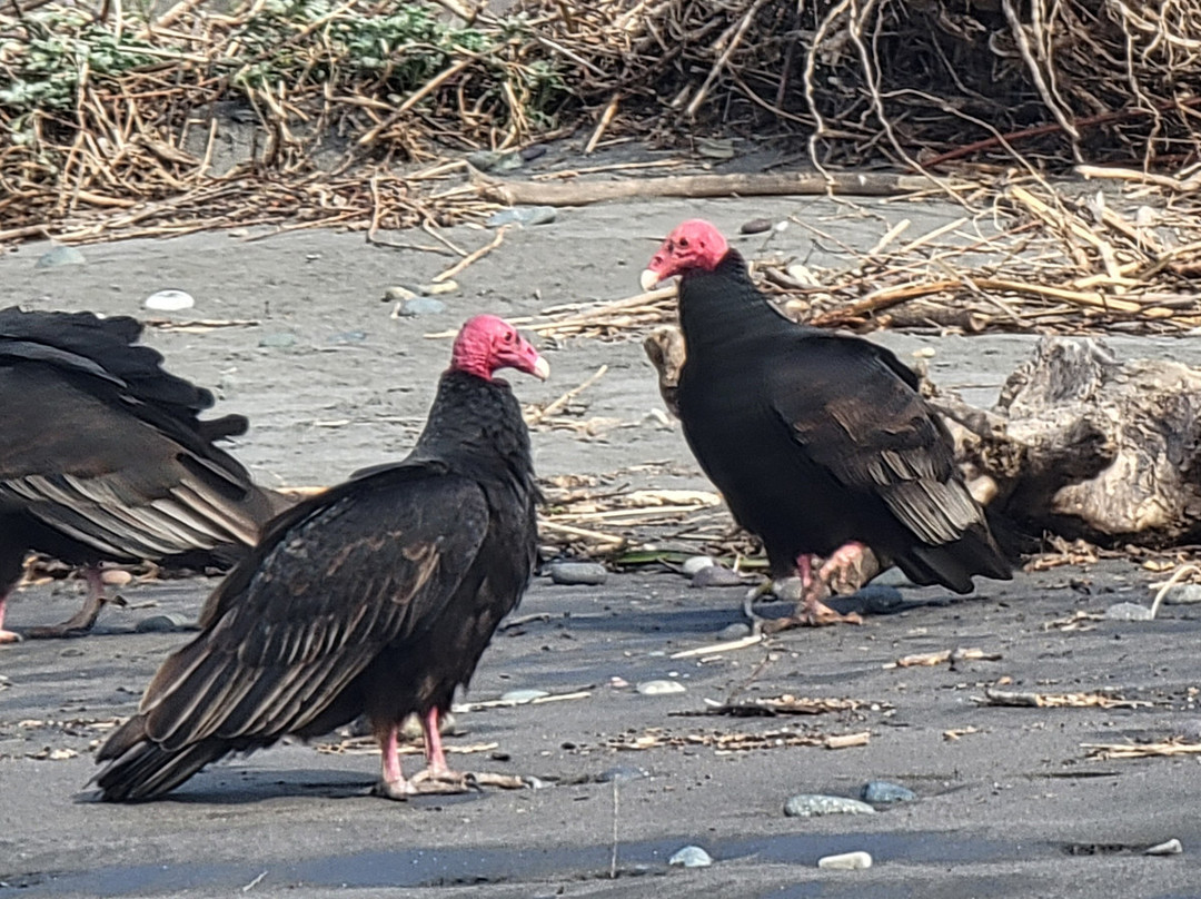 Humedal Rio Maipo-圣安东尼奥必去景点