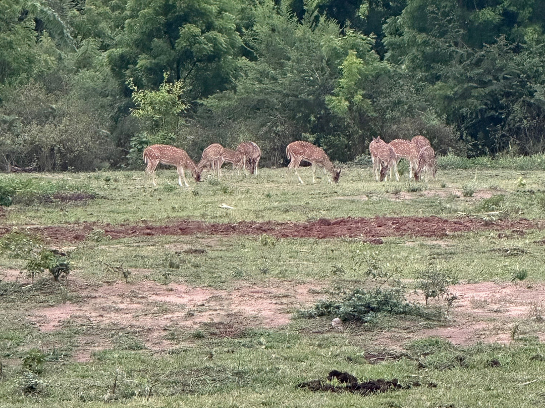 Athla Safari Udawalawa