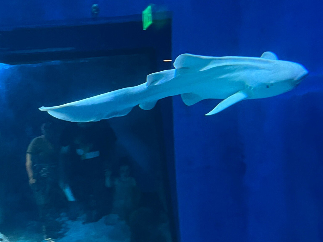 Mississippi Aquarium景点图片