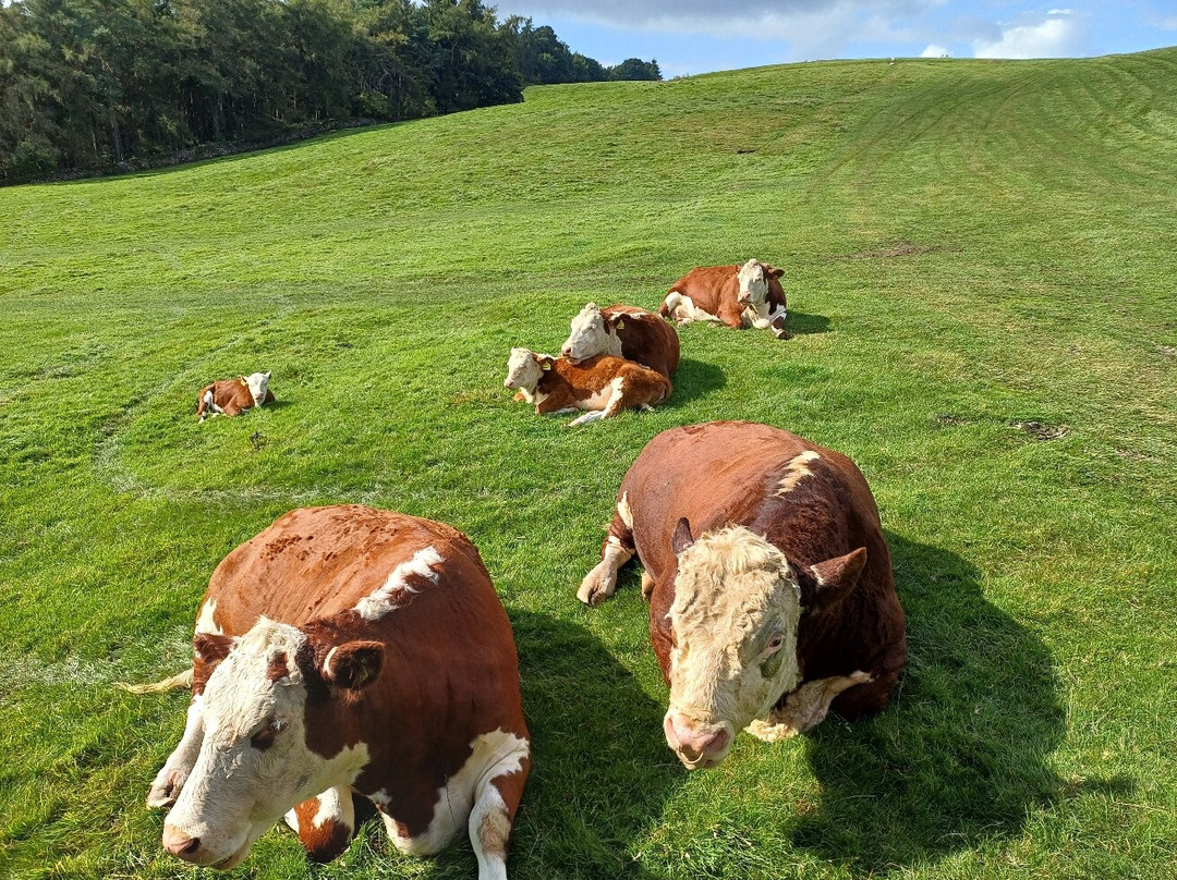 Hesketh Farm Park景点图片