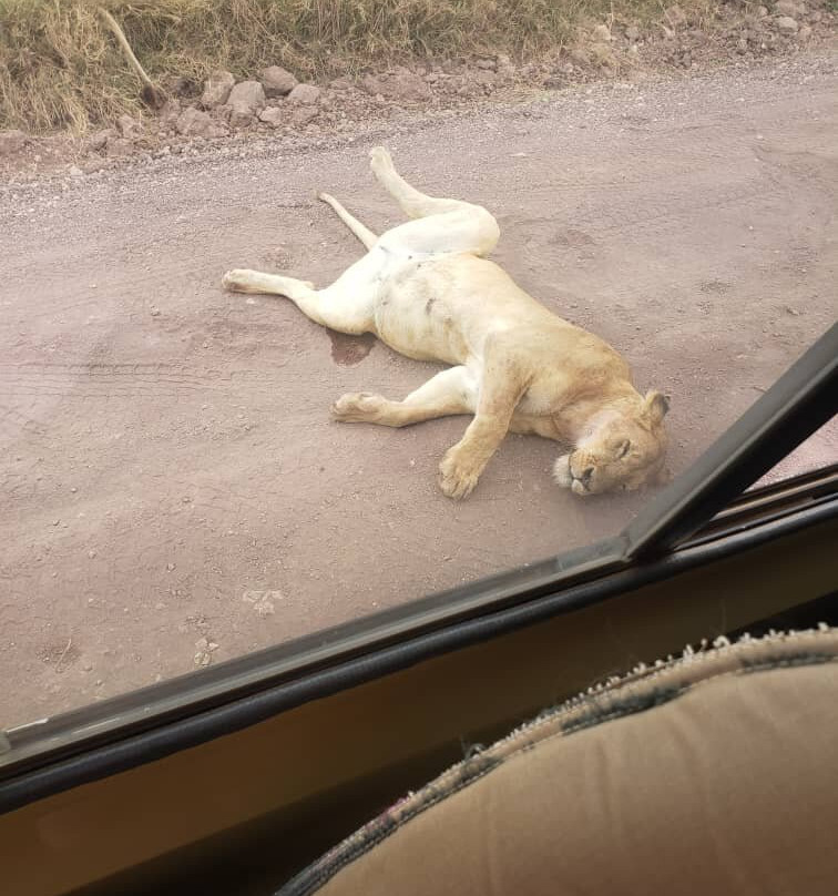 Tanzania Safari Radar - Serengeti Tours from Arusha-阿鲁沙必去景点
