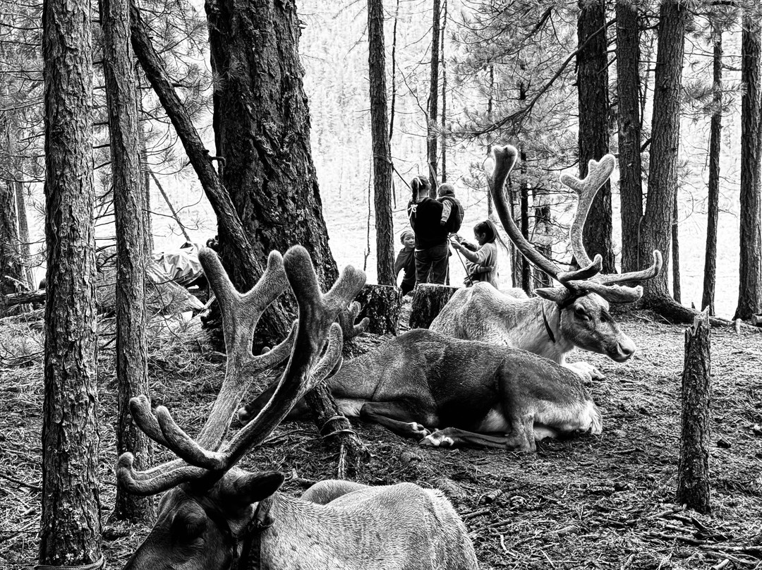 Camel Track-乌兰巴托必去景点