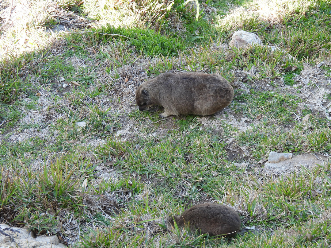 Gearing's Point-赫曼努斯必去景点