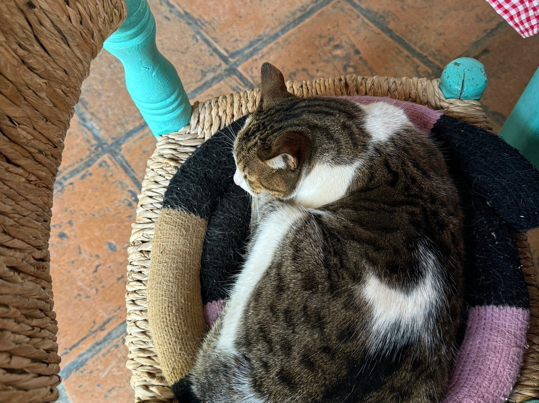 Hosteria Villa Cardon主图