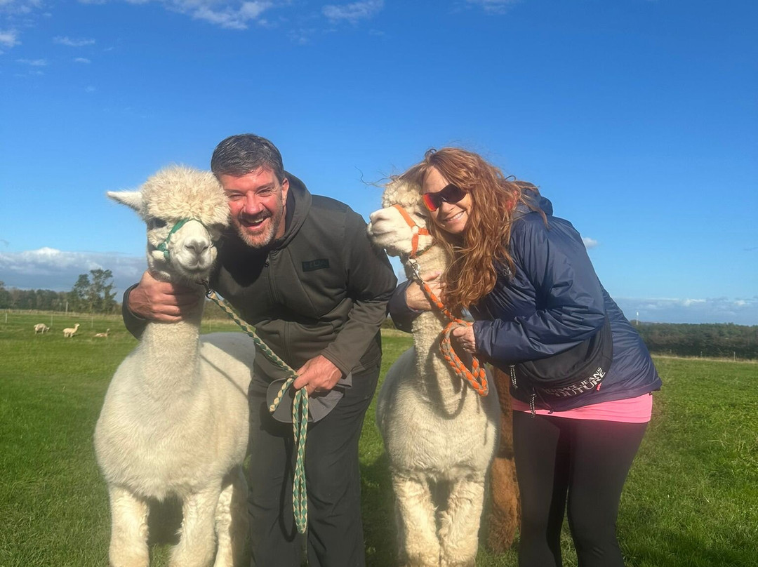 Natterjack Alpacas景点图片