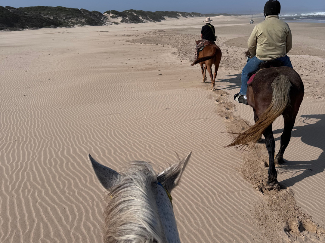 Featherfoot Beach Horse Trails & Riding School-杰佛瑞湾必去景点