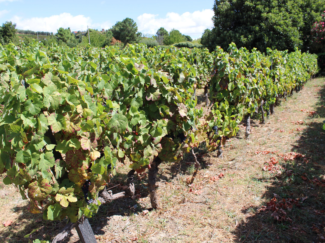 Morgadio da Calcada主图